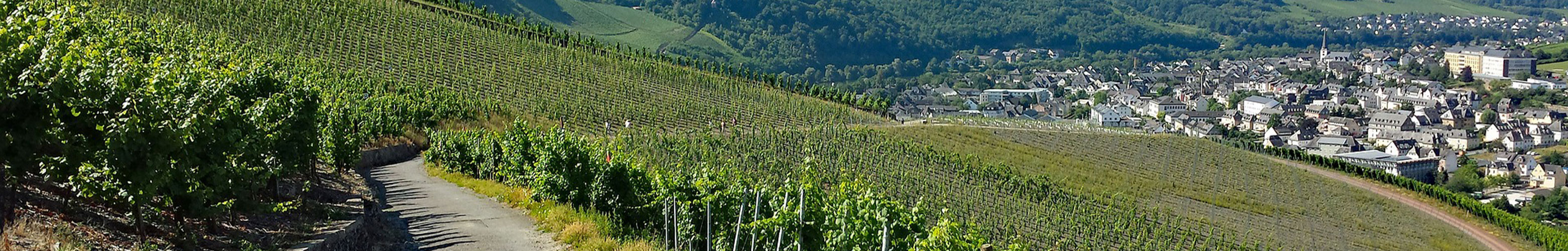 Weinberge